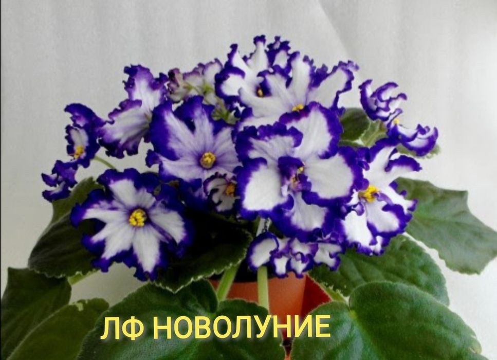 Сортові фіалки (сенполії) — листочки та дітки. Великий вибір! Оновлено