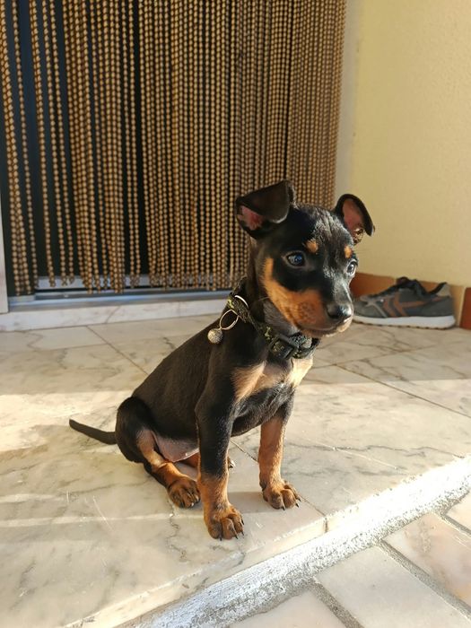 Pincher  fêmea  3 meses