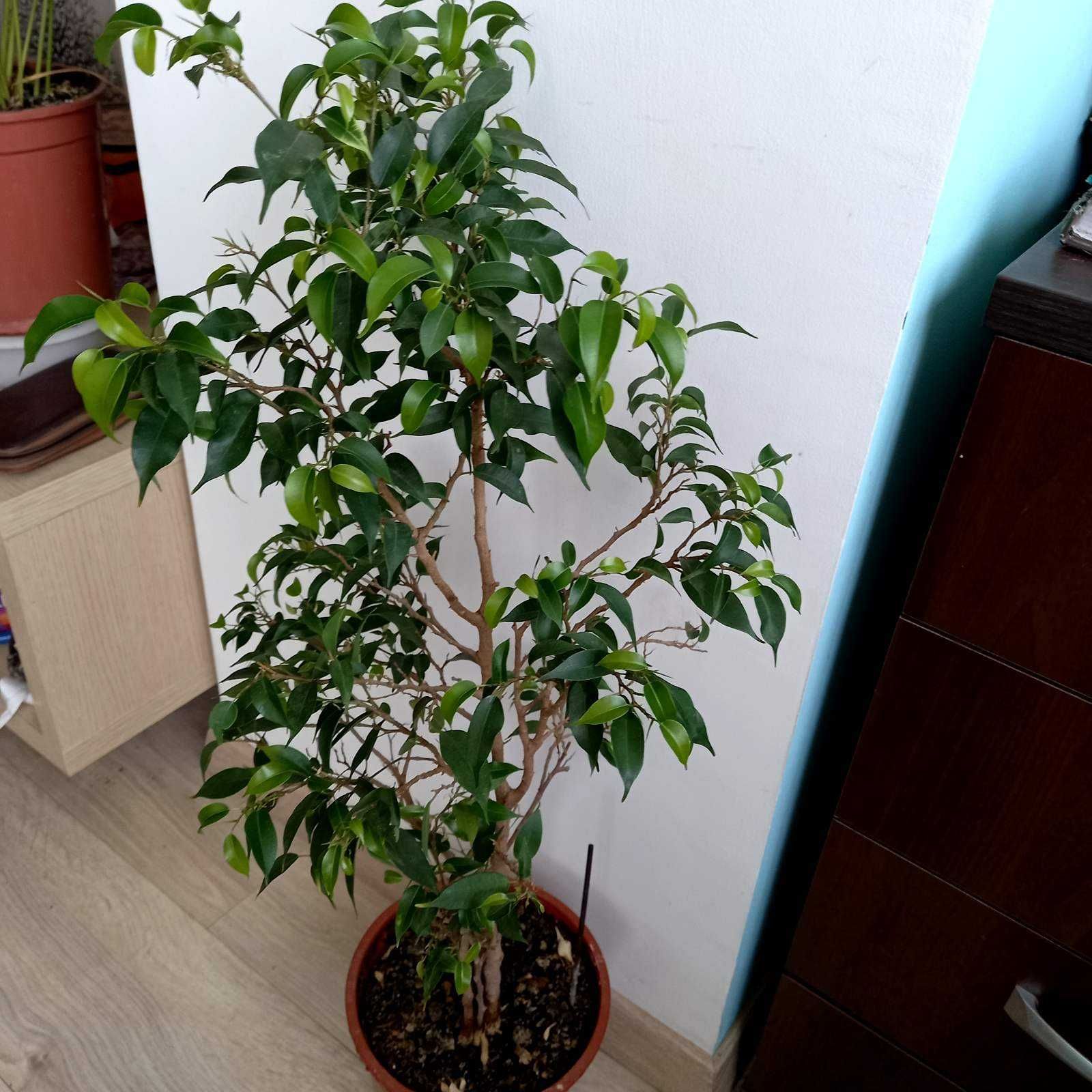 Карликовый фикус Бенджамина