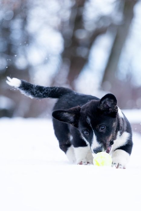 Вельш  Коргі Кардиган