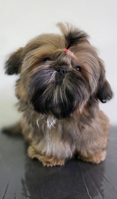 Filhote Fêmea Shih Tzu