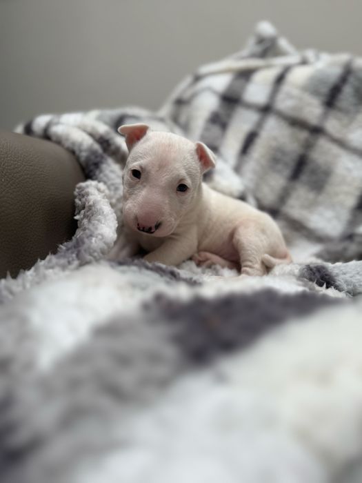 Bulterier miniaturowy chłopak