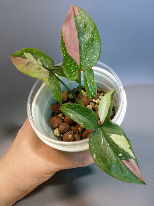 Syngonium Red Spot Tricolor