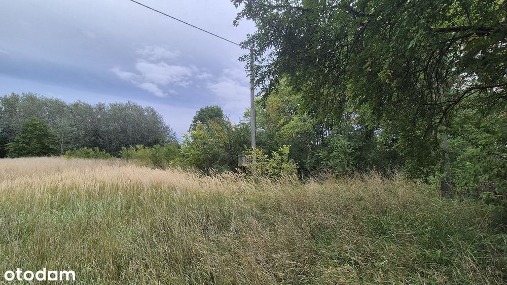 Działka budowlana 4684 m² – Olszewice k. Inowrocławia | MPZP - Widok 4