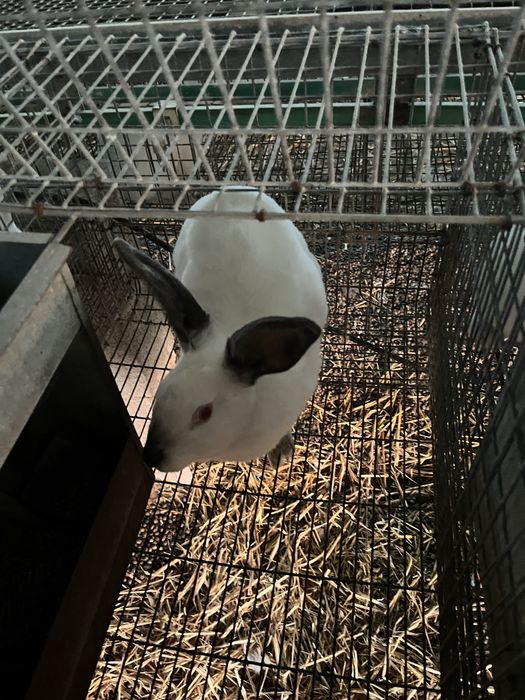 Casal de coelhos adultos
