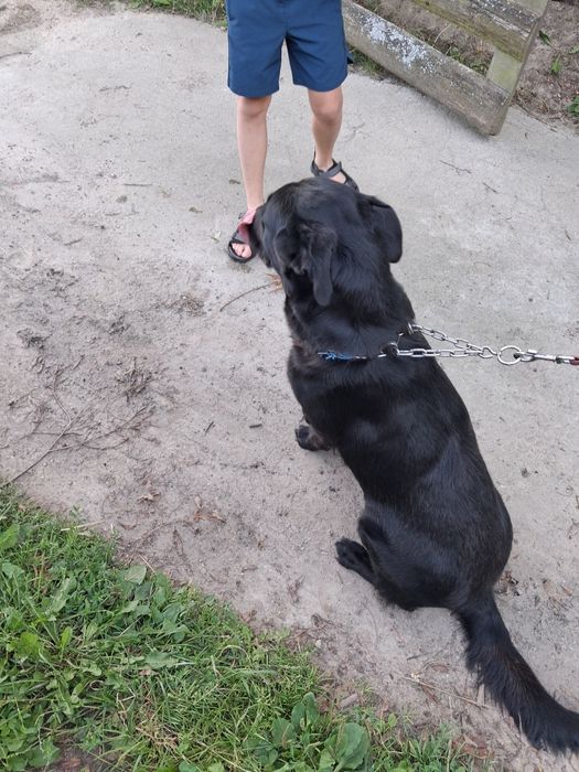 Oddam za darmo młody pies w typie labradora