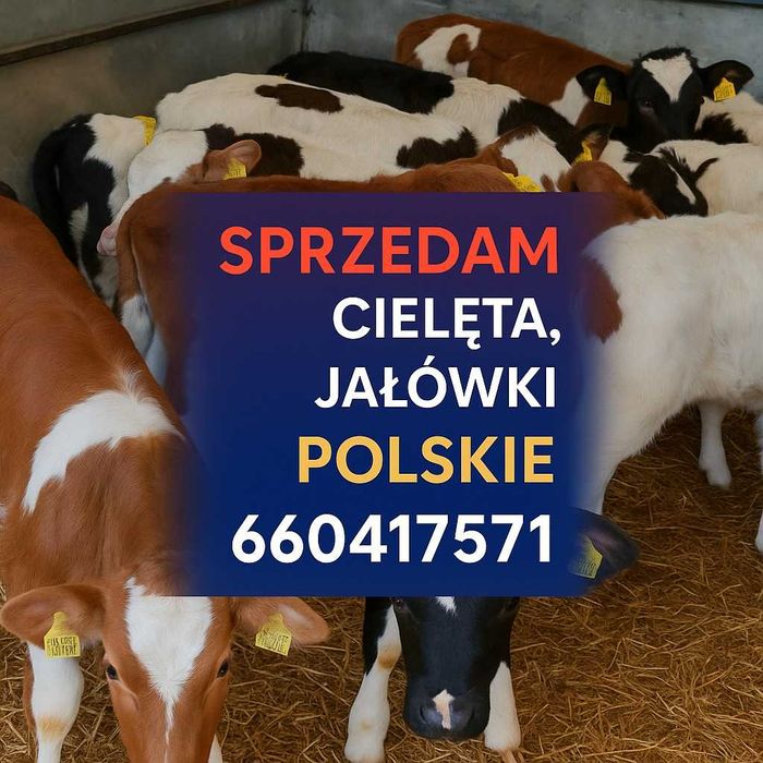 Sprzedam Cielęta Jałówki
