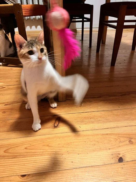 Miziasta kotka prosi o dom