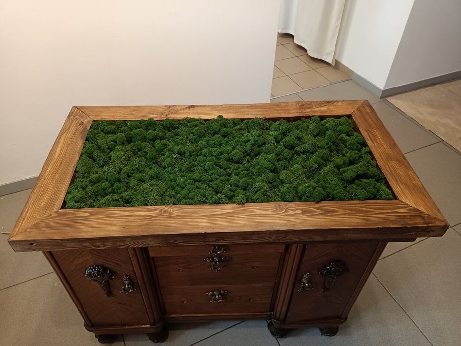 Chrobotek w drewnianej ramie