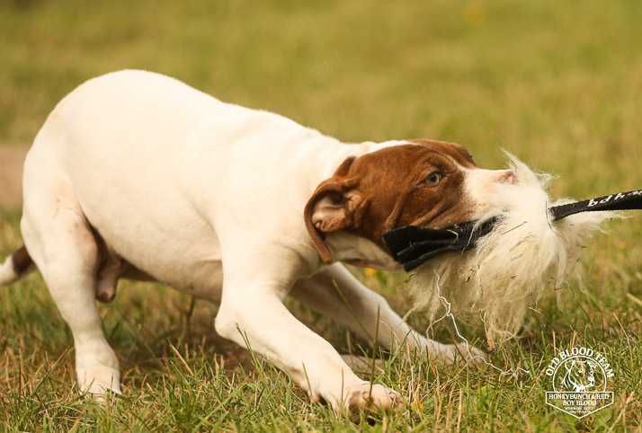 APBT Pit Bull   - White Devil - jedyne w europie