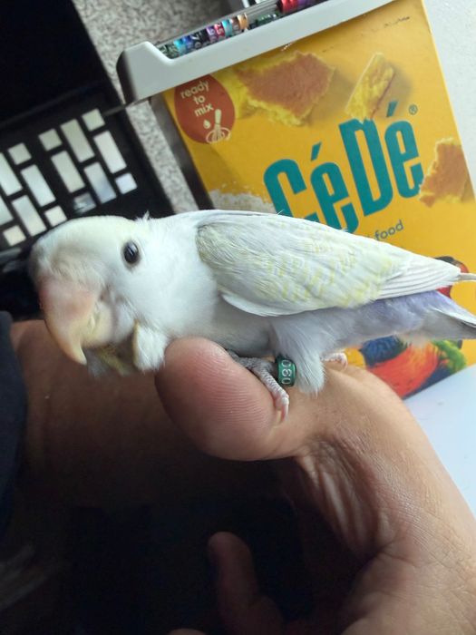 Agapórnis criado há mão