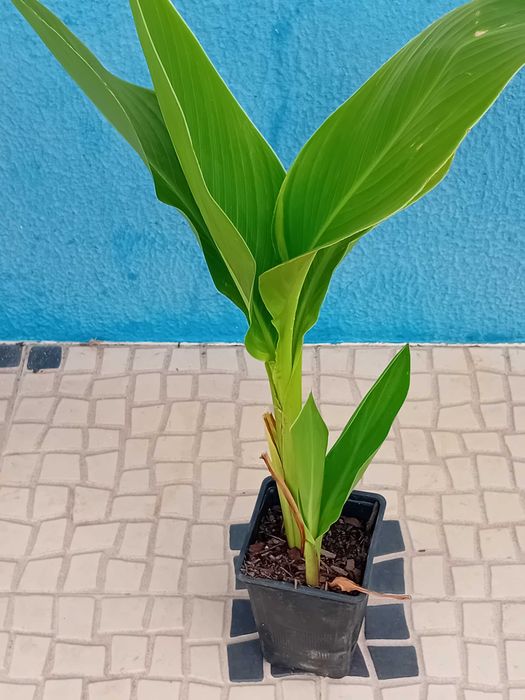 Canna Indica / Cana da India 7 variedades