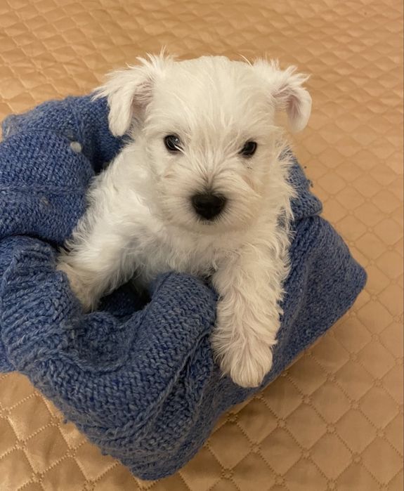 Малята Вест Хайленд Вайт Терьєр