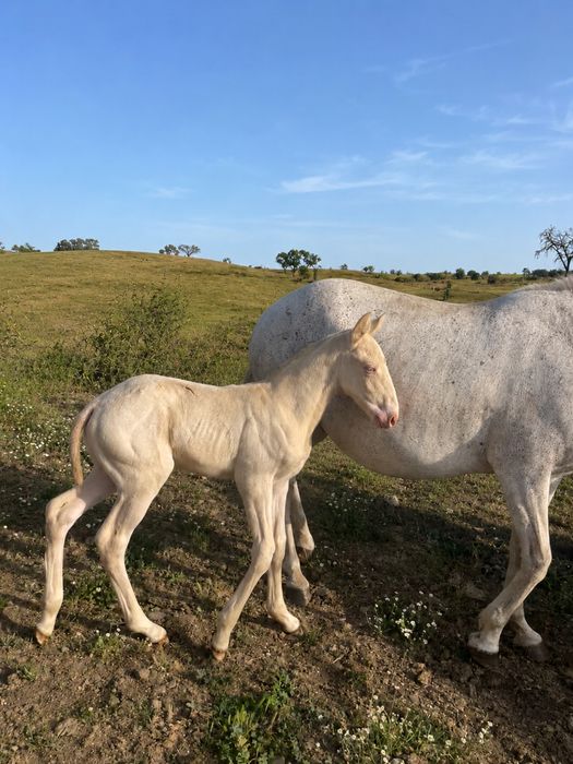 Cavalos Lusitanos