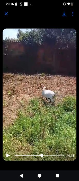 Vendo cabra anas