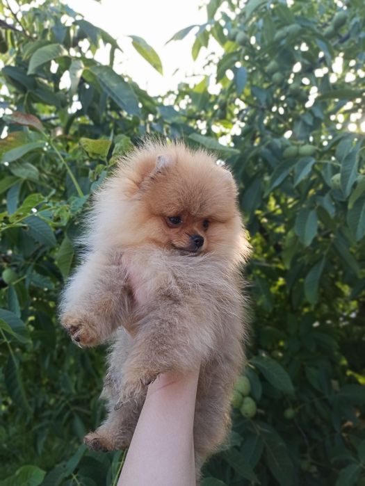 Хлопчик шпіц Манюня