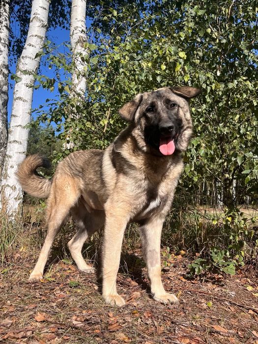 Piękny molos do adopcji