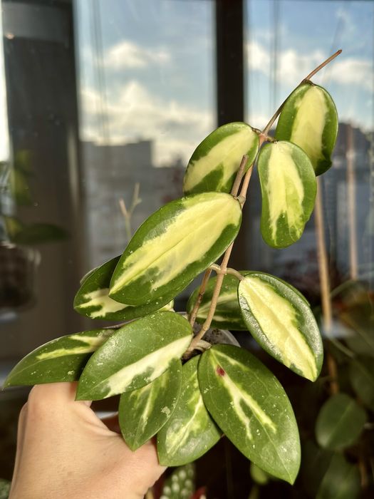 Великий вибір цікавих кімнатних рослин