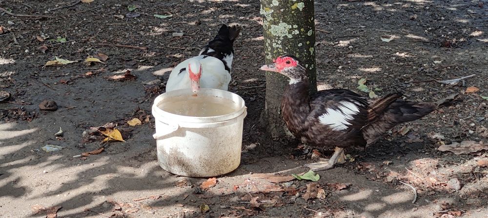 Vendo casal de patos mudos