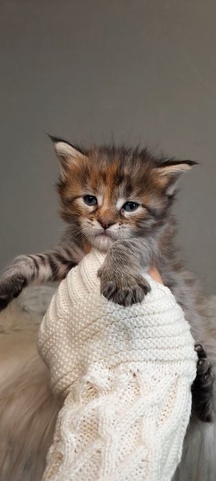 Елітна дівчинка Maine Coon — кішка