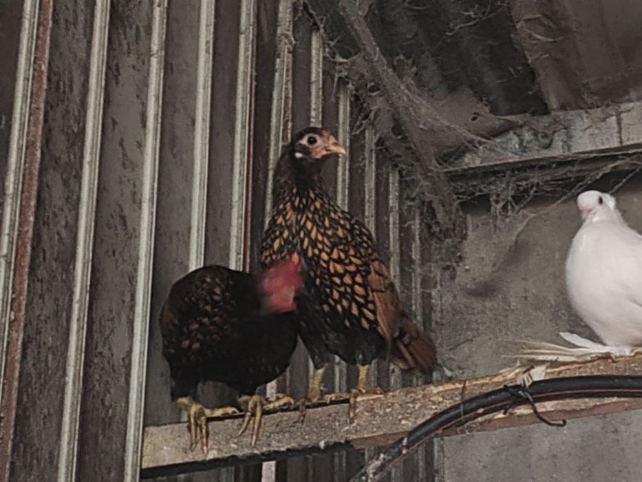 Trio Coquichas Sebright