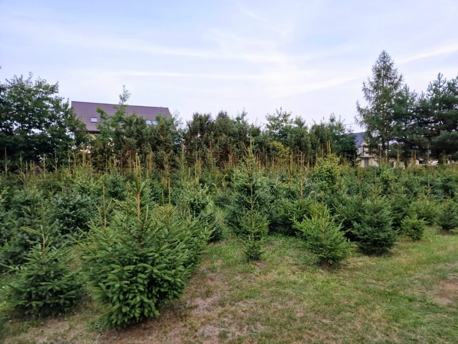 Sprzedam choinki