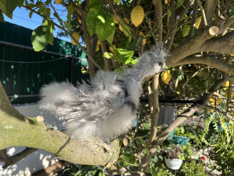Pintos de Sedosas do Japão