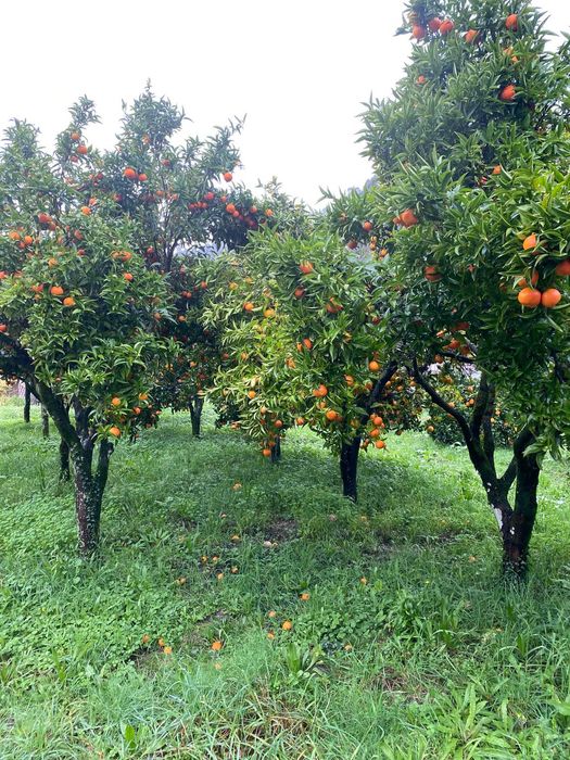 Laranjas Amares, Laranjas Umbigo, Laranjas da Baía, Limão, Tangerinas.