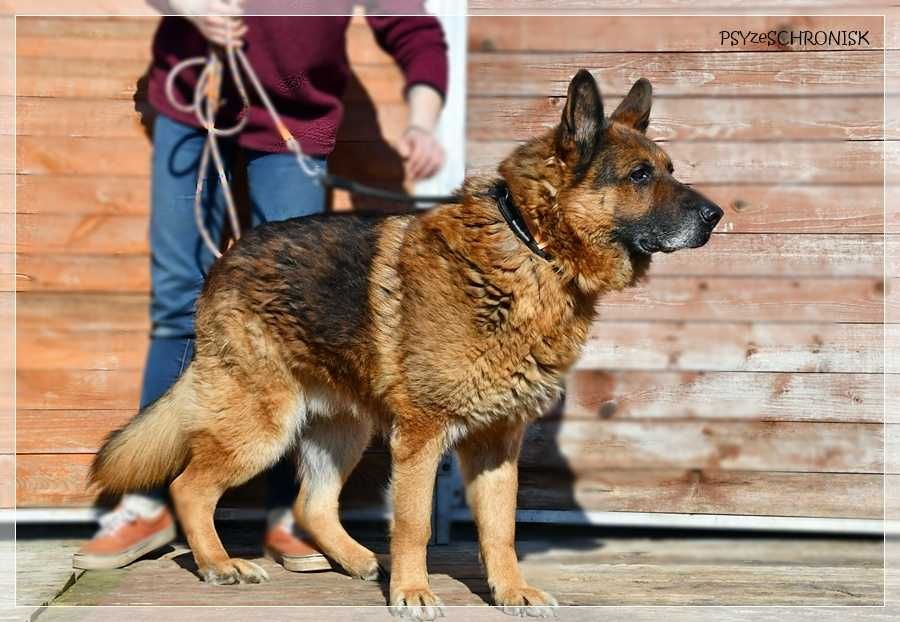 Piękny Gondor szuka domu