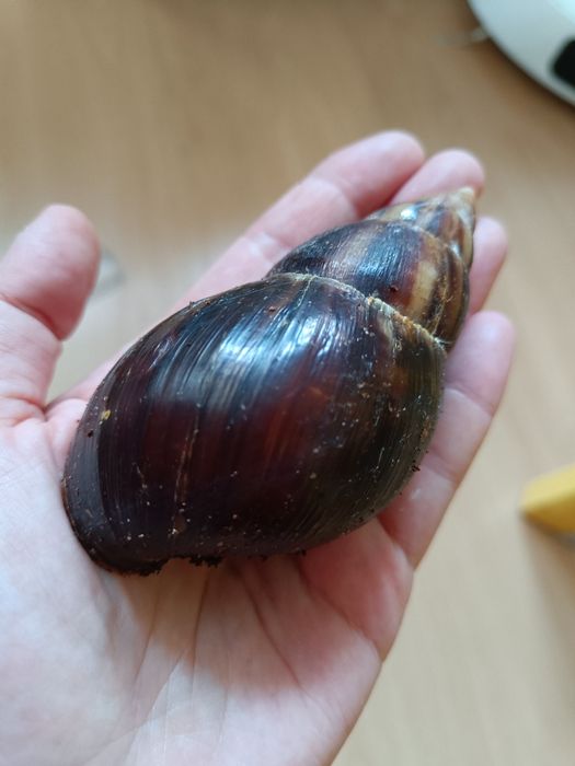 2 ślimaki lissachatina fulica