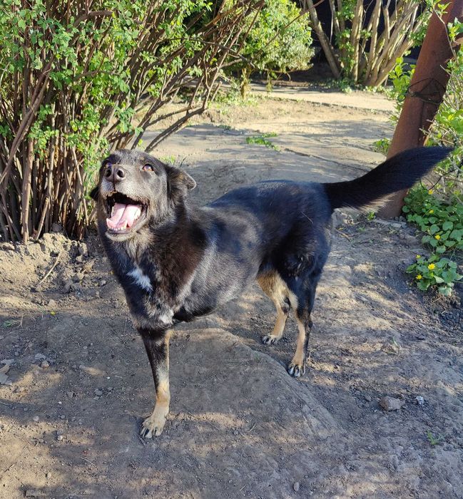 Красива, добра особлива собака Лада ТЕРМІНОВО в люблячу родину!