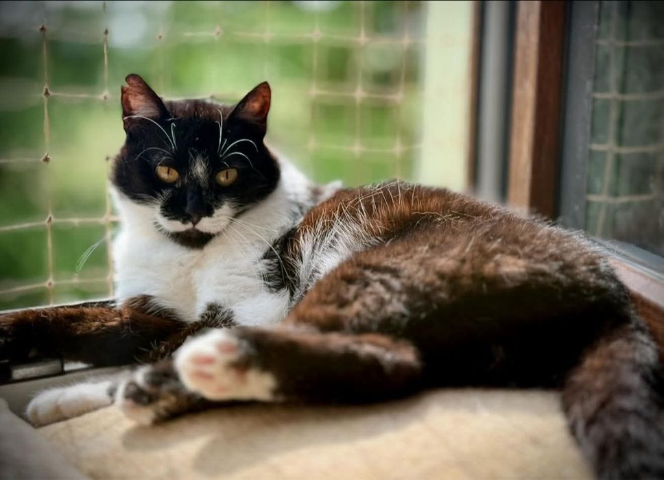 Traci dom tymczasowy PILNE