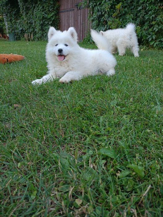 Samoyed śliczna suczka