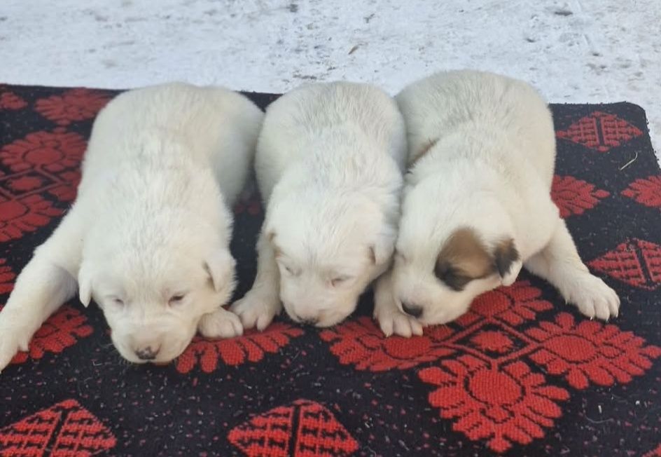 Owczarek Środkowoazjatycki