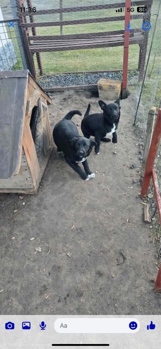 Oddam odrobaczone pieski w dobre ręce