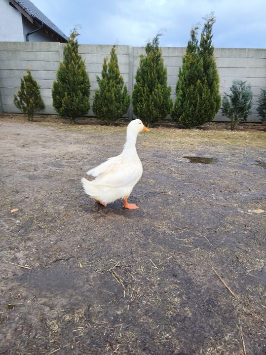 Jajka kacze Pekin/francuskie