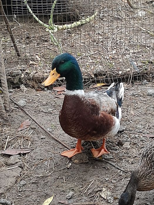 Ovos de pata Ruan galados