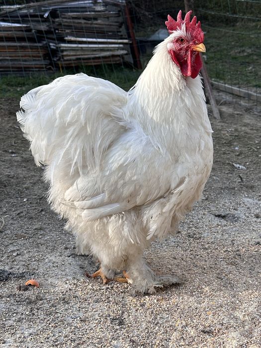 Kochin olbrzymi duży biały kura kogut kury para rasowe ozdobne wystawowe klasa