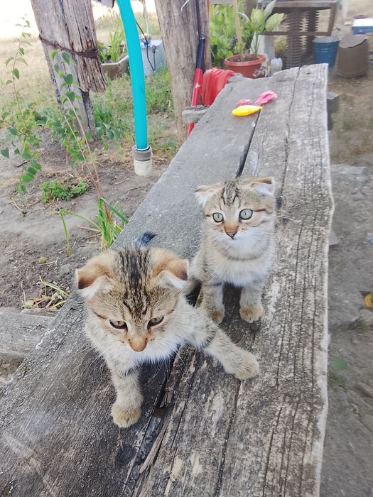 Два маленьких котиків