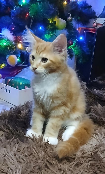 Котики Мейн-кун пухнасті подаруночки