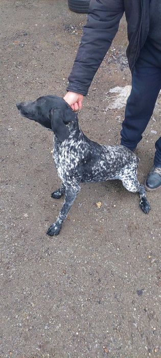 Продаю охотнічу собаку