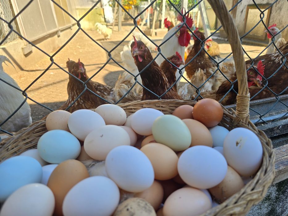 Ovos Caseiros Ar livre