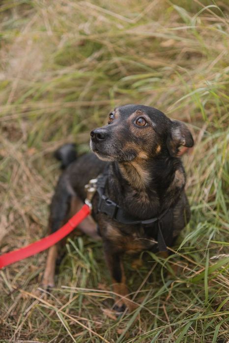 Szukamy stałego i kochającego domu dla Rico