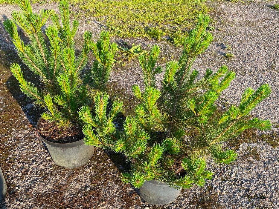 Sosna bośniacka 30-60 cm w donicy