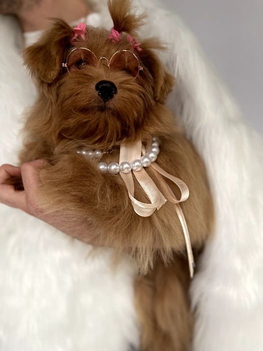 Помапу — Пухнасті принцеси хочуть до вас