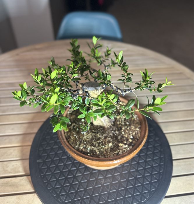Bonsai Murta.