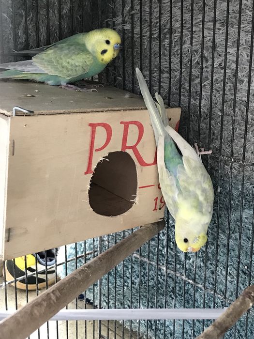 Troco ou vendo dois casais de periquitos