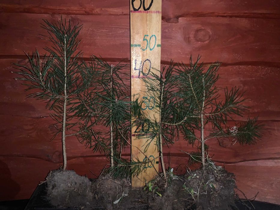 Саджанці Сосна звичайна.