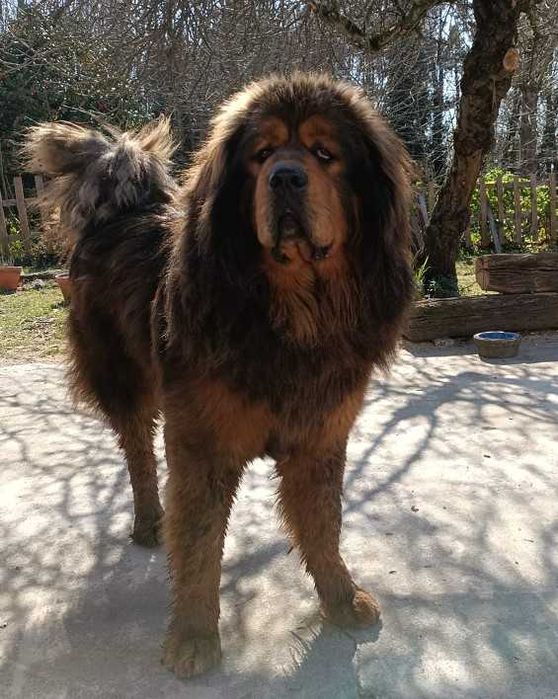Mastim Tibetano cachorro