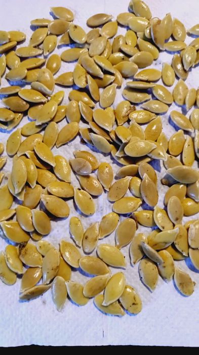 Nasiona dyni Rembrandt